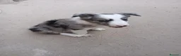 Border Collie perros en venta: Cachorros de border collie - Anuncio 14
