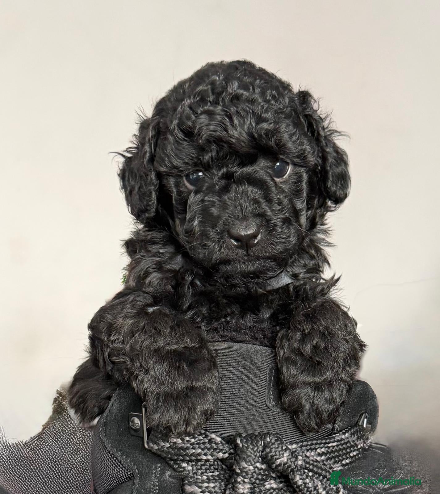 Caniche Toy perros CANICHE TOY NEGRO  - Anuncio 1