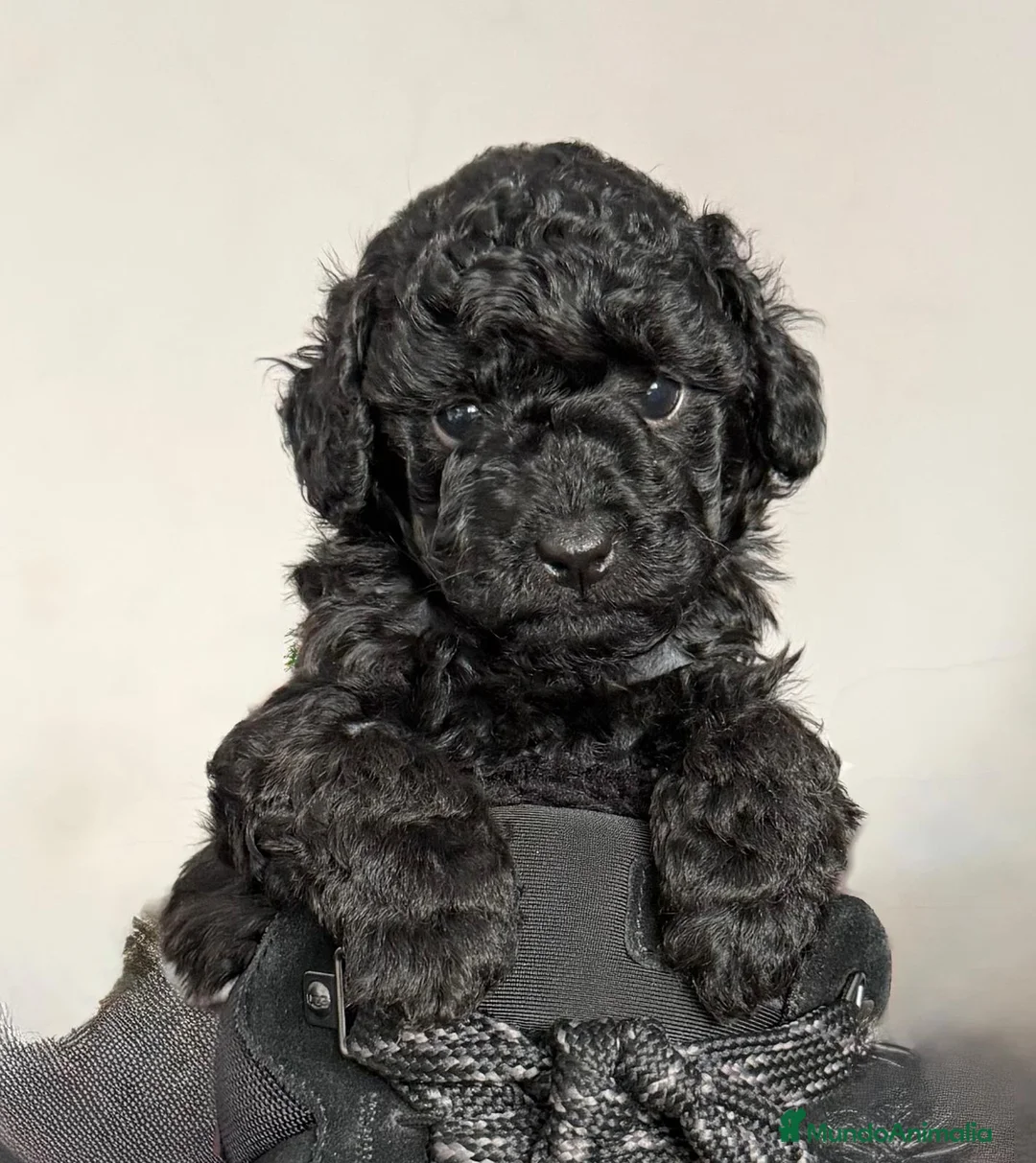 Caniche Toy perros en venta:  CANICHE TOY NEGRO - Anuncio 1
