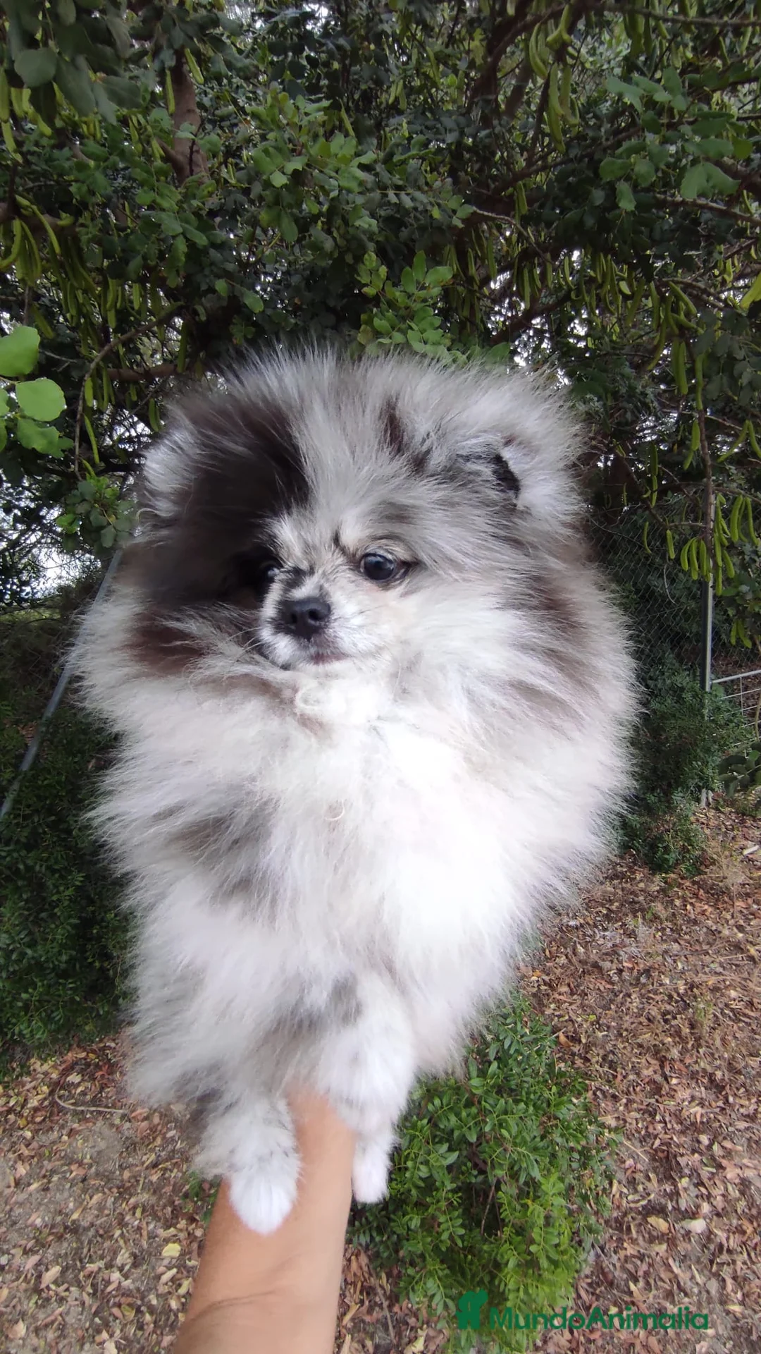 Pomerania perros en venta: Pomerania TOY Merle único y de mucha calidad  - Anuncio 7