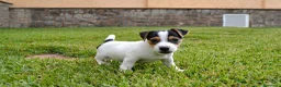 Jack Russell Terrier perros en venta: JACK RUSSELL - Anuncio 3