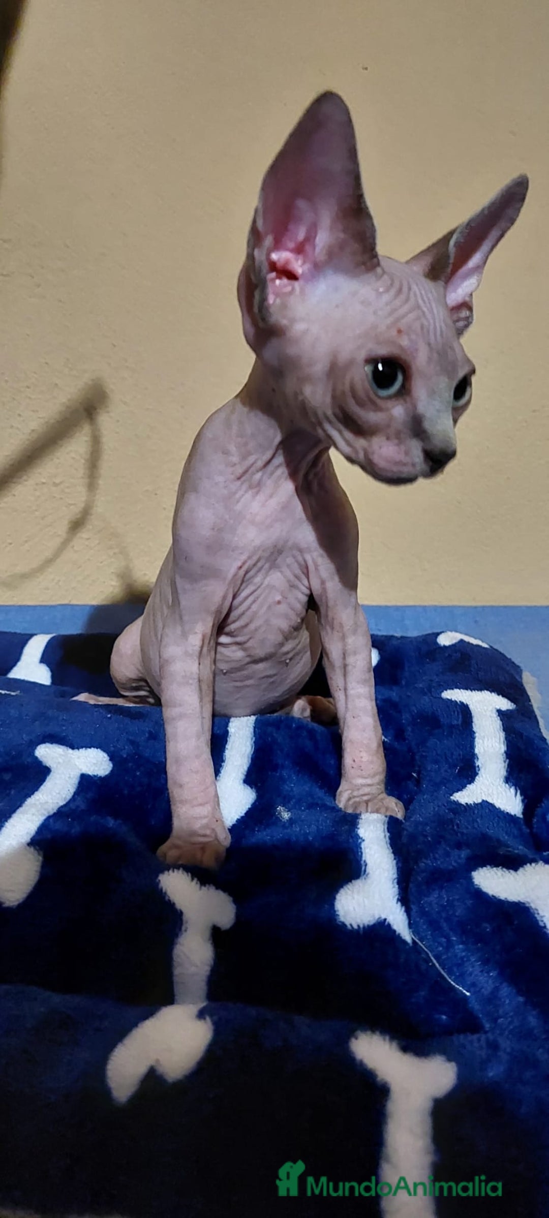 Sphynx gatos en venta: Machito sphynx  - Imagen 2