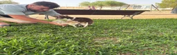 Chihuahua perros para monta: Chihuahua para monta - Anuncio 4