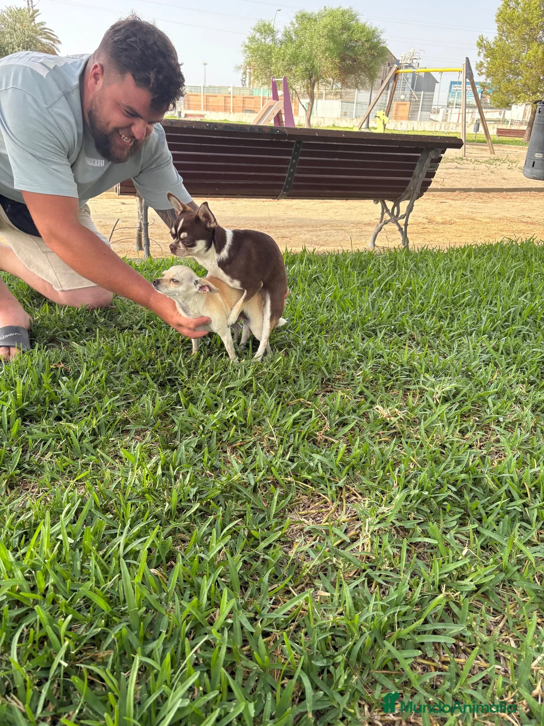 Chihuahua perros para monta: Chihuahua para monta - Anuncio 4