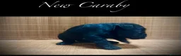 Schnauzer Miniatura perros en venta: Caraby Schnahuzer miniatura  - Anuncio 4