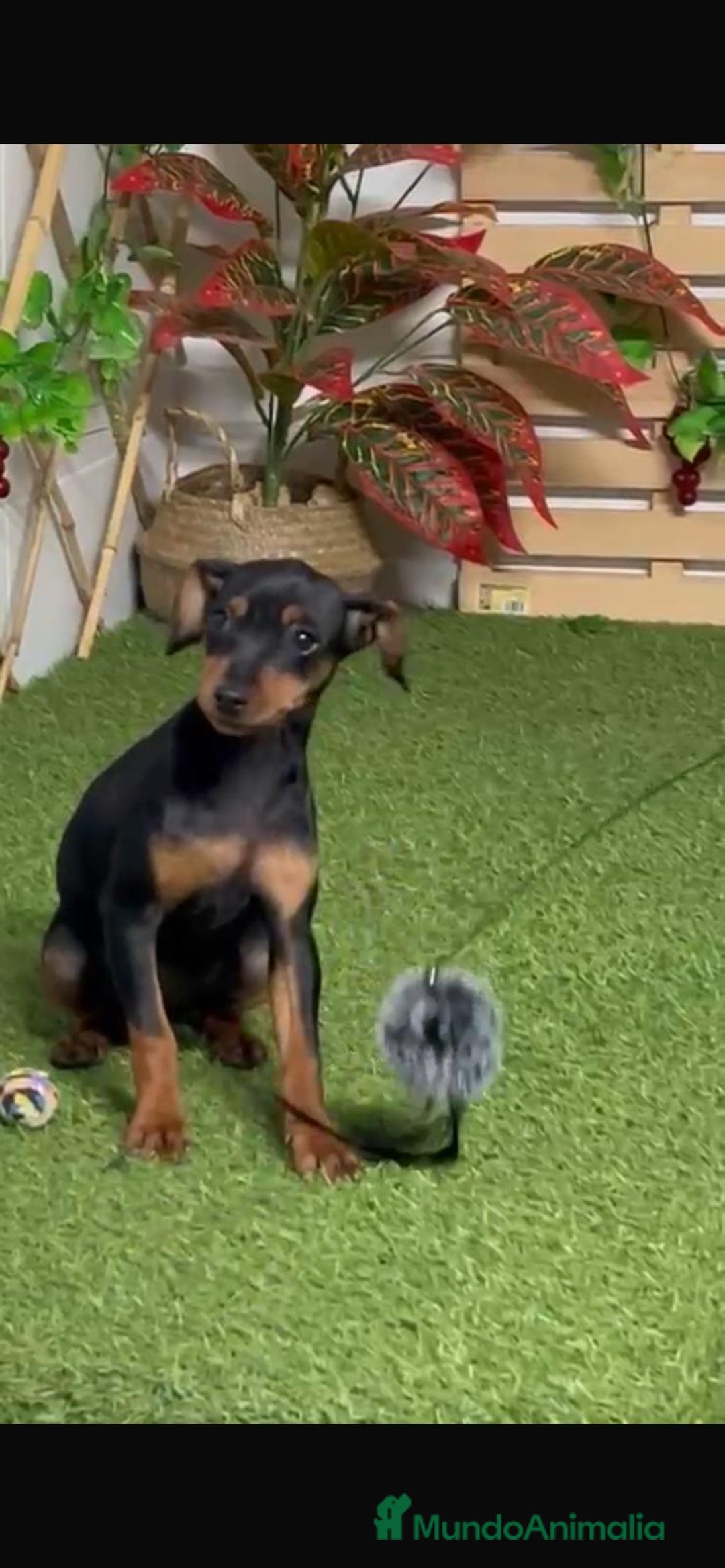 Pinscher Miniatura perros en venta: PINSCHER MINIATURA - Anuncio 1