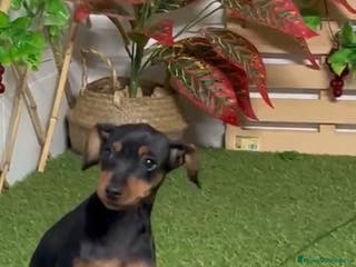 Pinscher Miniatura perros PINSCHER MINIATURA - Anuncio 6