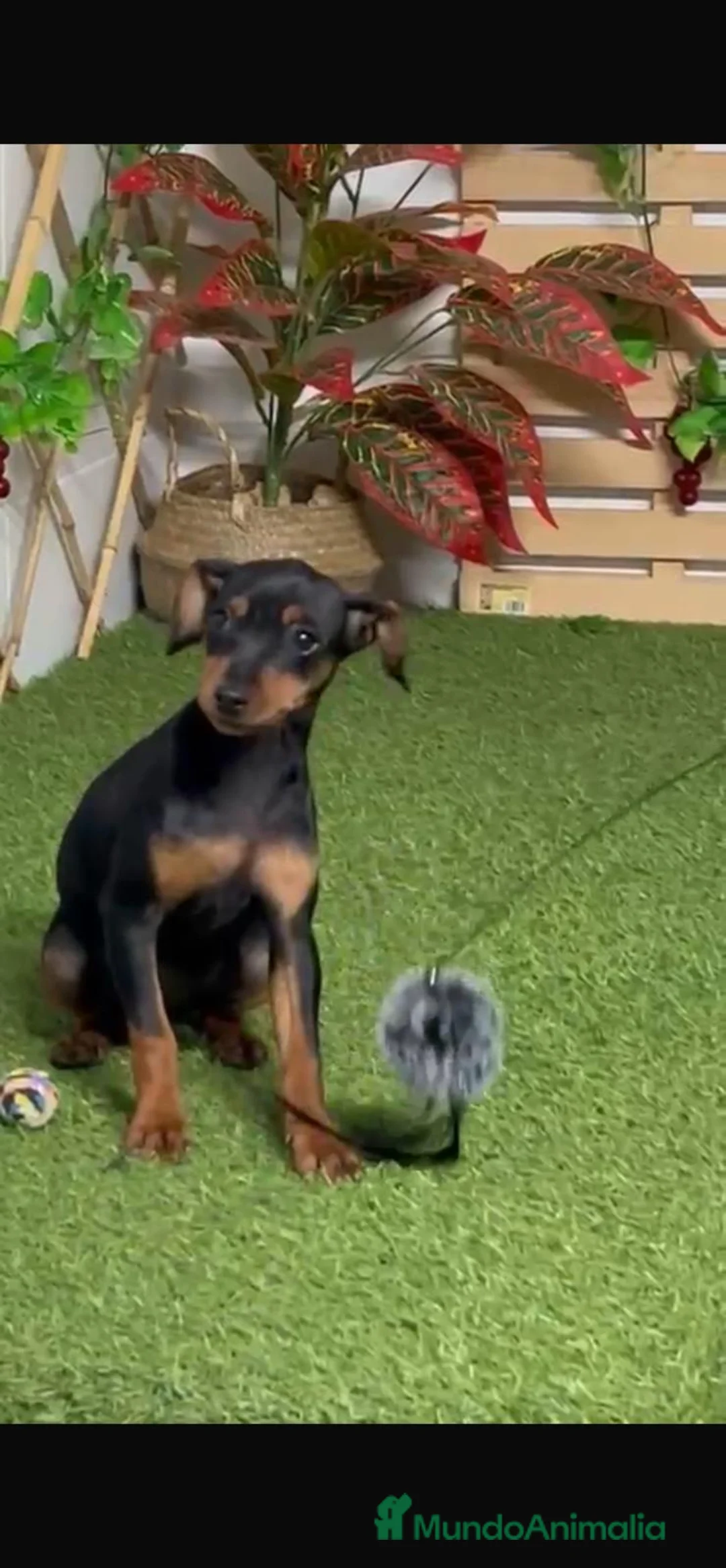 Pinscher Miniatura perros en venta: PINSCHER MINIATURA - Anuncio 1
