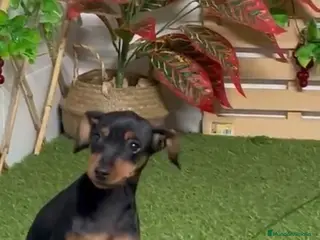 Pinscher Miniatura perros PINSCHER MINIATURA - Anuncio 11