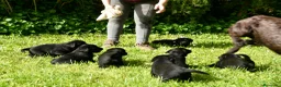 Labrador Retriever perros en venta: Cachorros de Labrador Retriever Negros - Anuncio 39