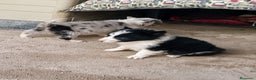 Border Collie perros en venta: Boder collie en Madrid - Anuncio 2