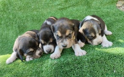 Beagle perros en venta: Beagle - Imagen 8