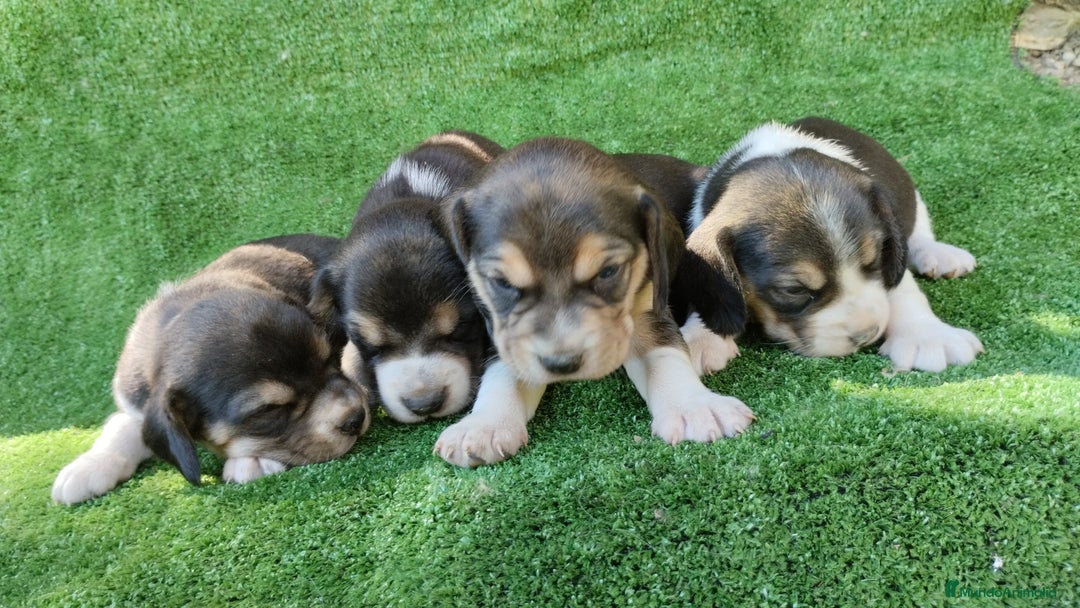 Beagle perros en venta: Beagle - Imagen 8
