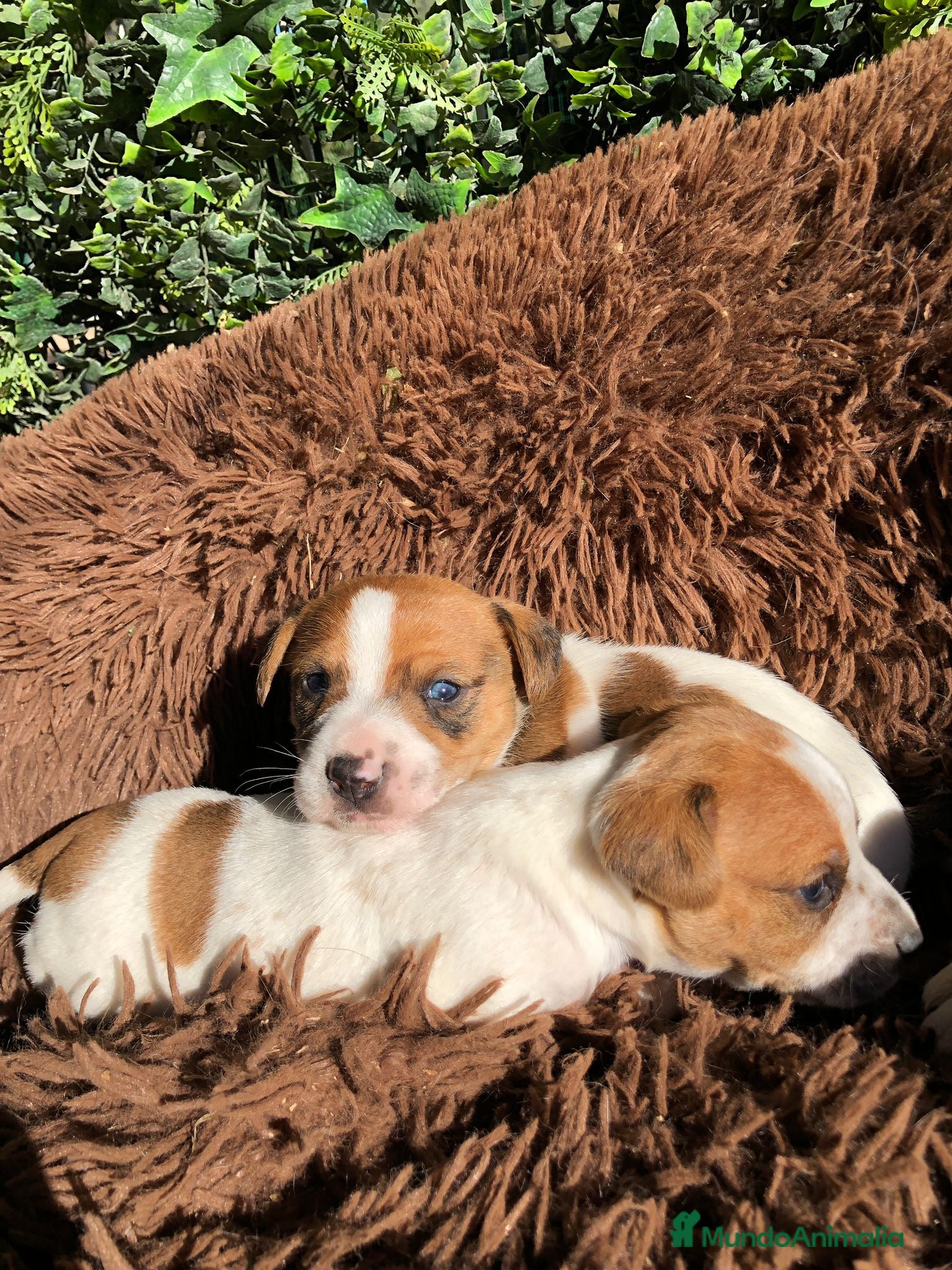 Jack Russell Terrier perros Preciosos Jack Russell 🤍🤎 - Anuncio 2