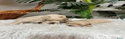 Maltipoo perros en venta: MALTIPOO HEMBRAS - Anuncio 10