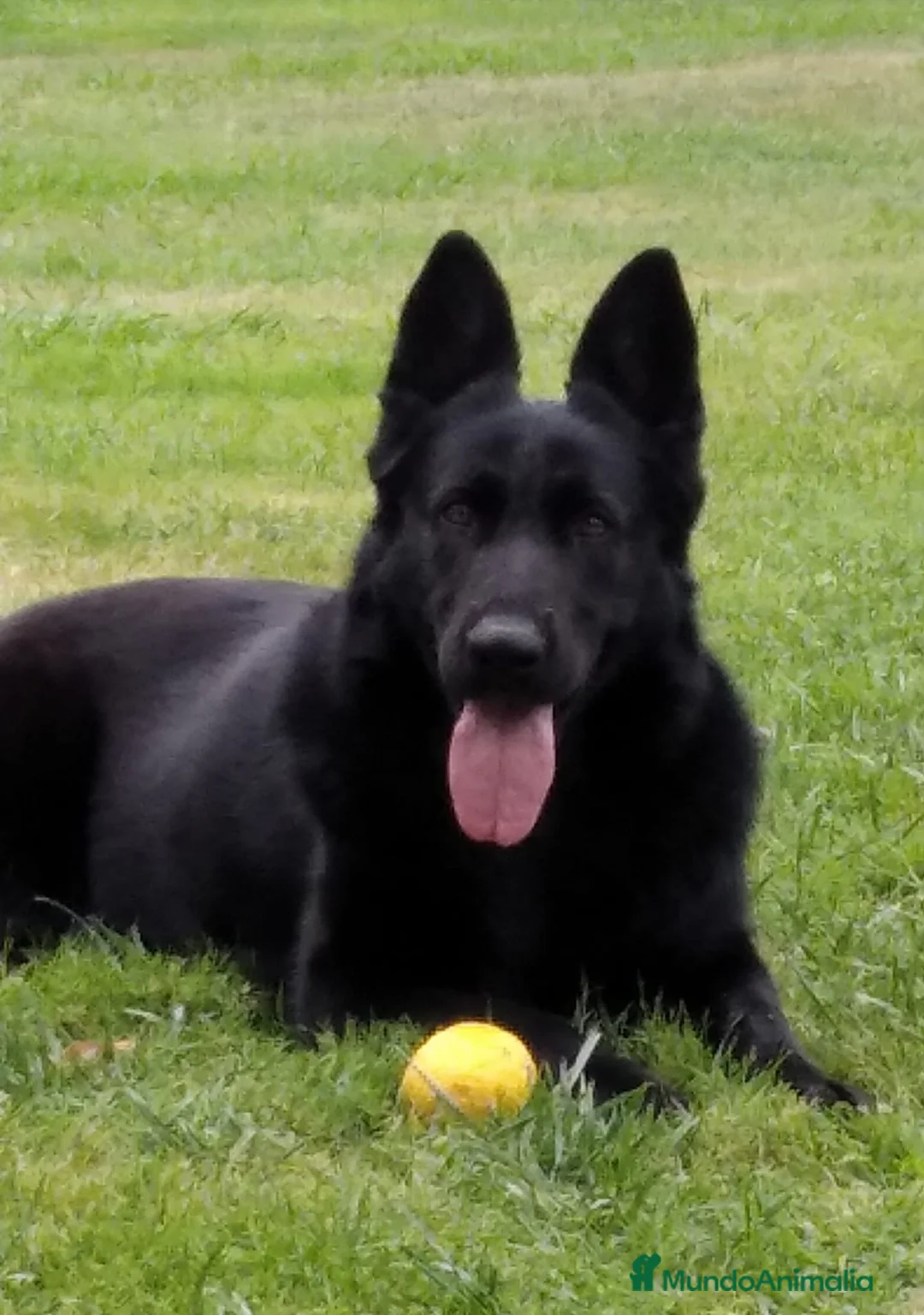 Pastor Alemán perros en venta: PASTOR ALEMAN en Barcelona - Anuncio 2