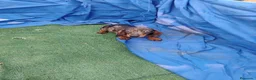 Teckel Miniatura perros en venta: Macho teckel arlequín miniatura  - Anuncio 2