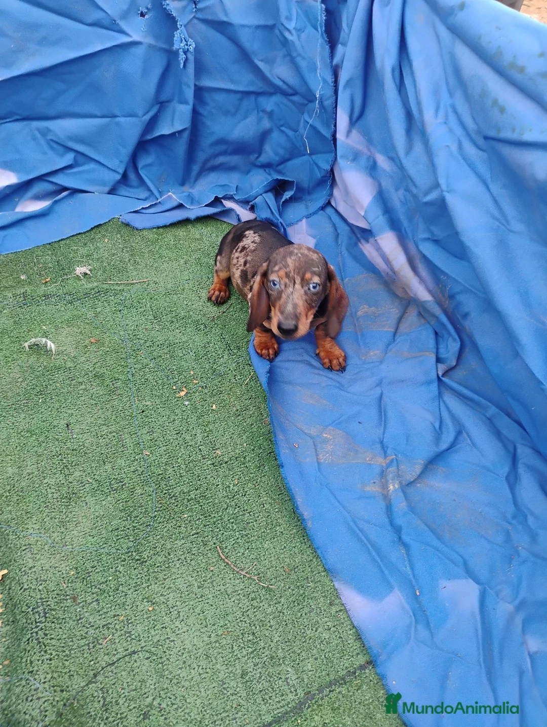 Teckel Miniatura perros en venta: Macho teckel arlequín miniatura  - Anuncio 2