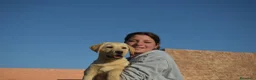 Labrador Retriever perros en venta: CACHORROS DE LABRADOR  - Anuncio 3