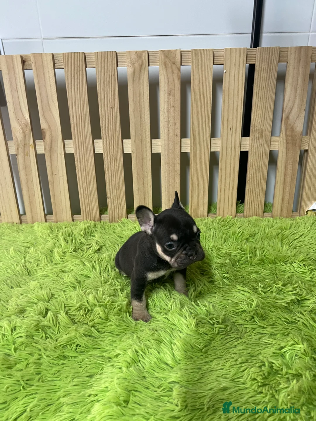 Bulldog Francés perros en venta: Bulldog francés chocolate  - Anuncio 3