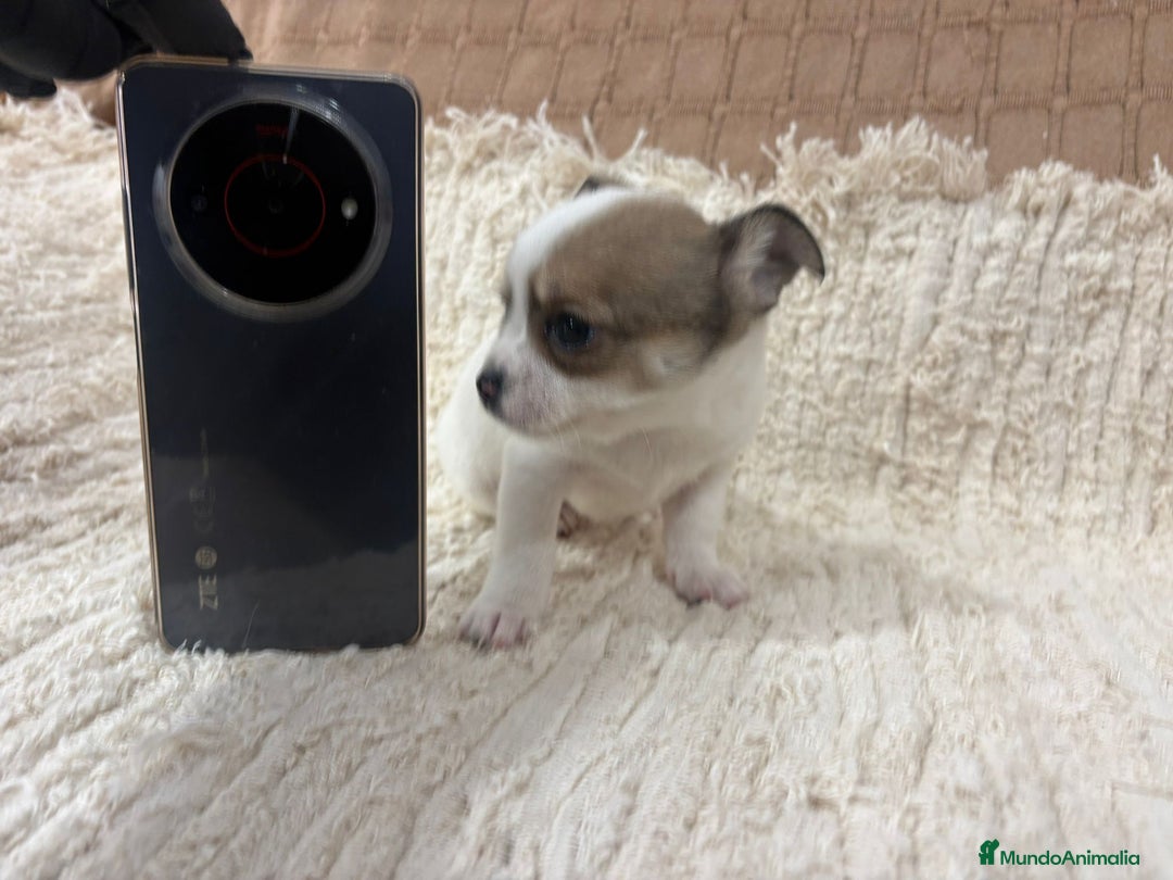 Chihuahua perros en venta: Chihuahua toy - Anuncio 17