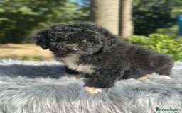 Perro de Agua Español perros en venta: PERRO DE AGUA ESPAÑOL - Imagen 2