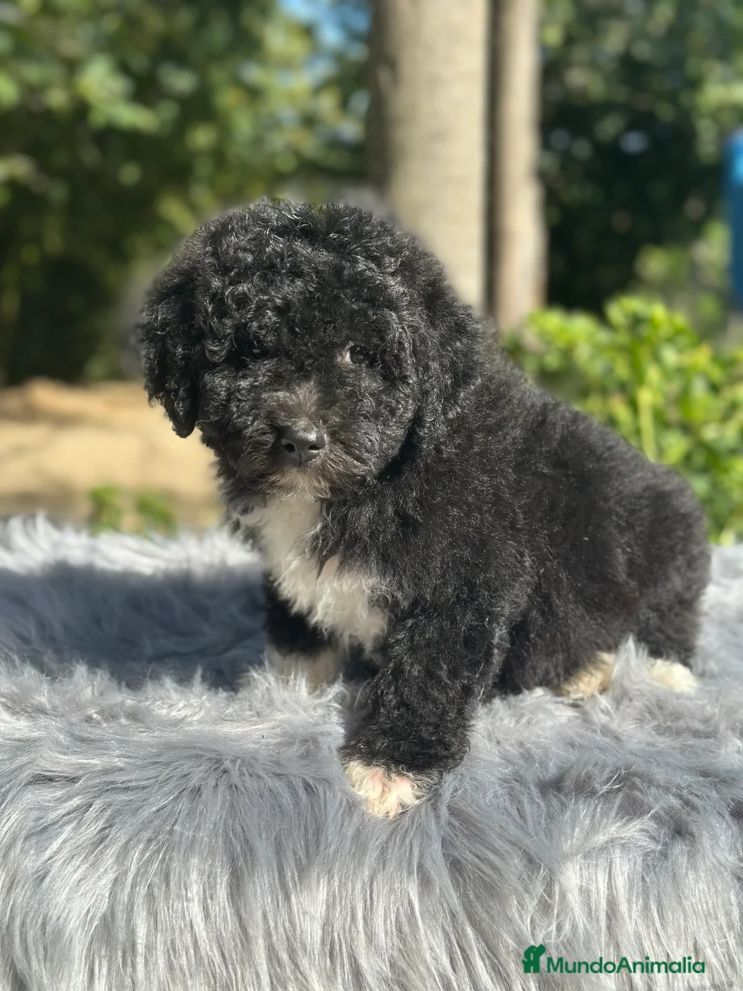 Perro de Agua Español perros en venta: PERRO DE AGUA ESPAÑOL - Anuncio 2