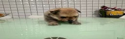 Pomerania perros en venta: Pomerania toy hembra sable preciosa  - Anuncio 3