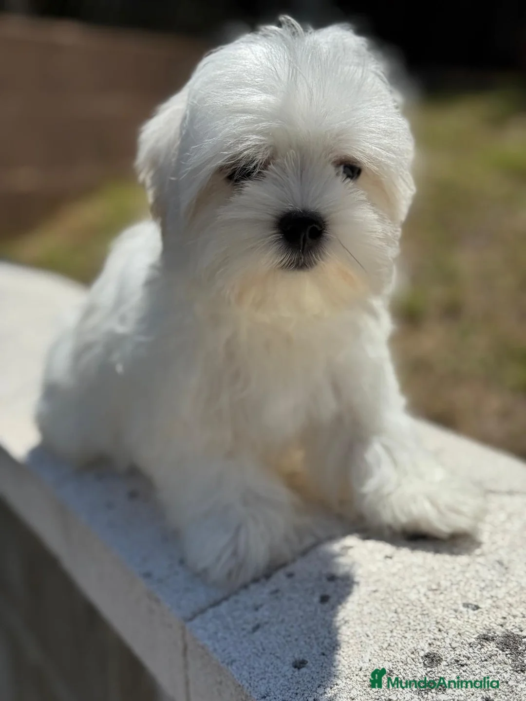 Bichón Maltés perros en venta: MALTES AMERICANO - Anuncio 2