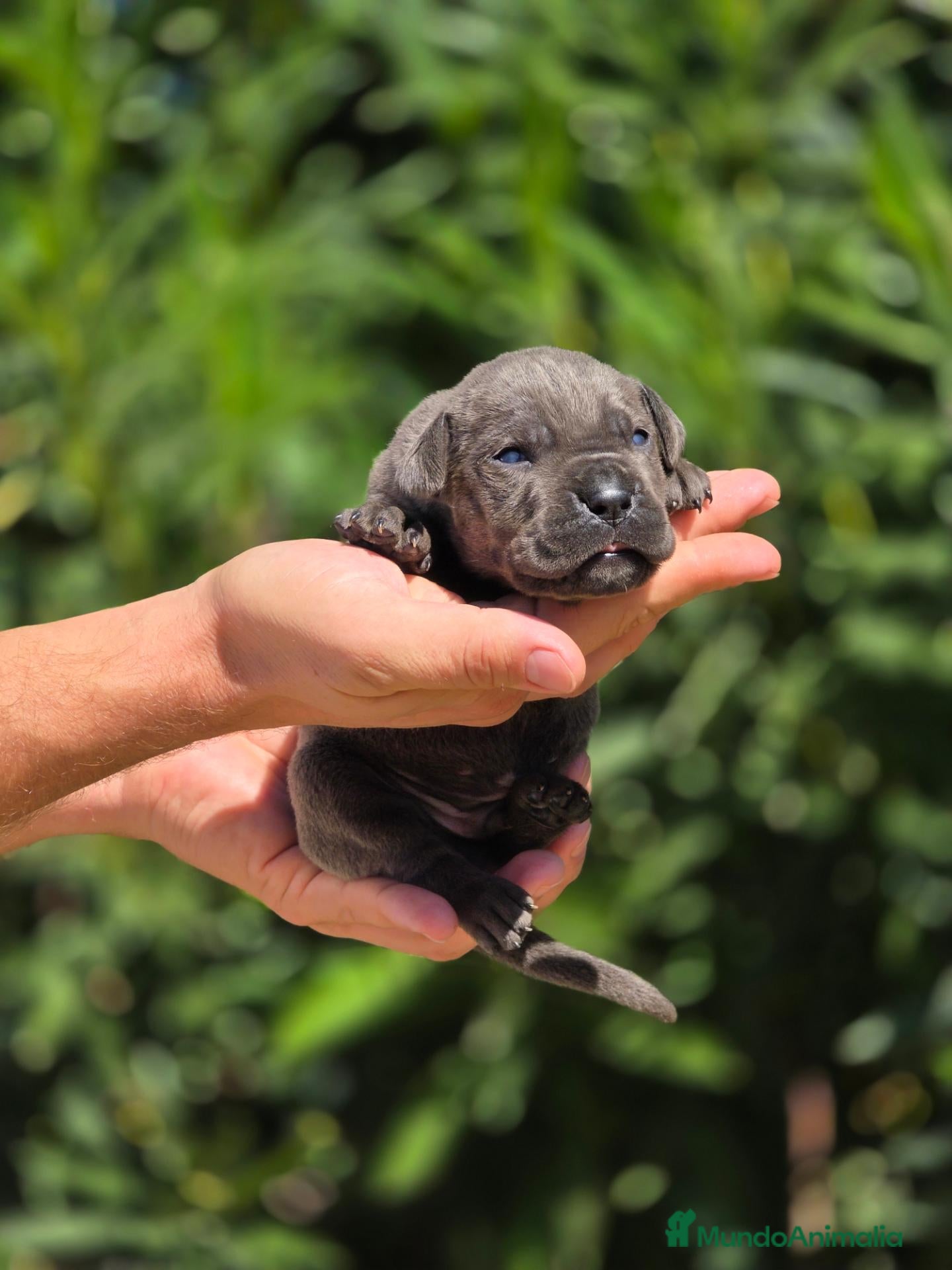 Cane Corso perros Cachorros Cane Corso – negros, grises y atigrados - Anuncio 2