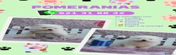 Pomerania perros en venta: Pomerania enano carita de osito  - Anuncio 1