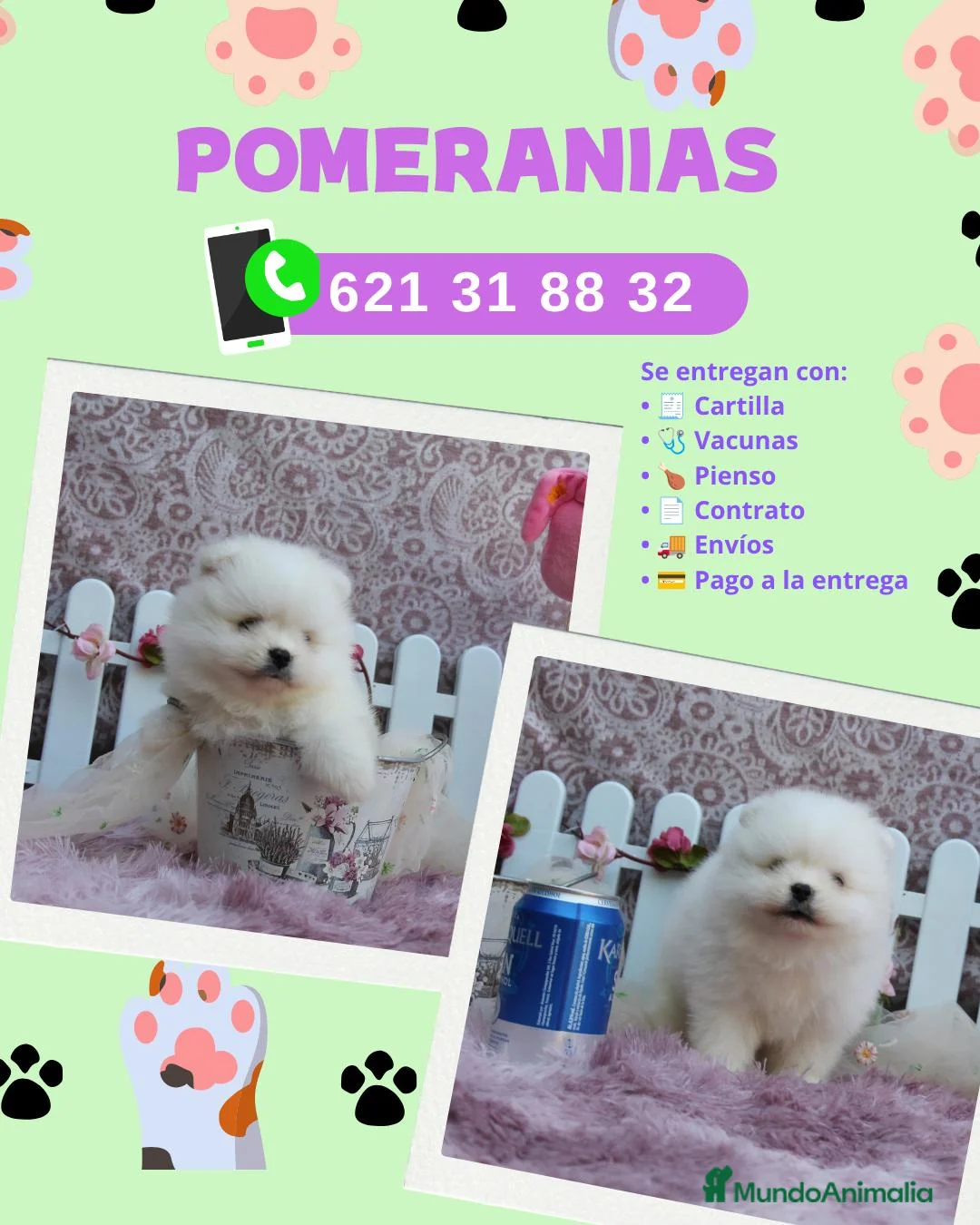 Pomerania perros en venta: Pomerania enano carita de osito  - Anuncio 1