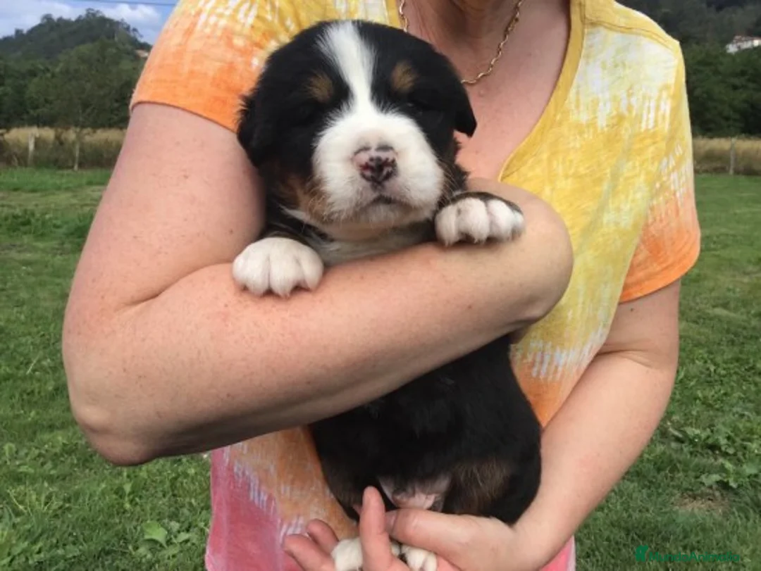 Imagen de galería {{count}}