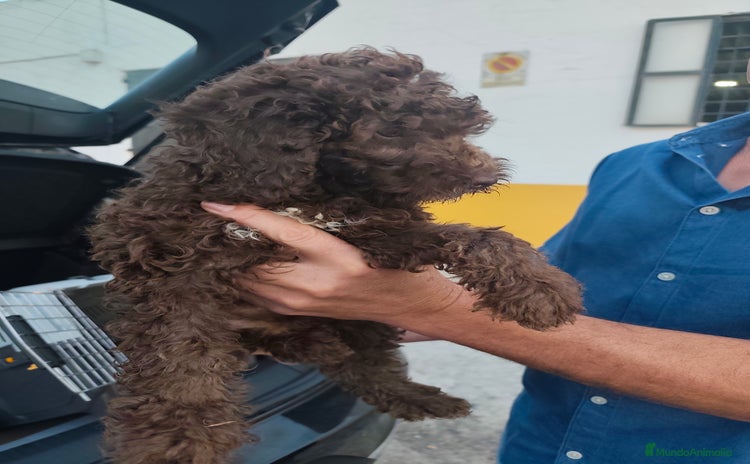 Perro de Agua Español perros - Anuncio 3
