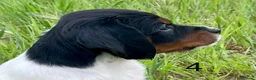 Épagneul Breton perros en venta: Epagneul bretón  - Anuncio 4