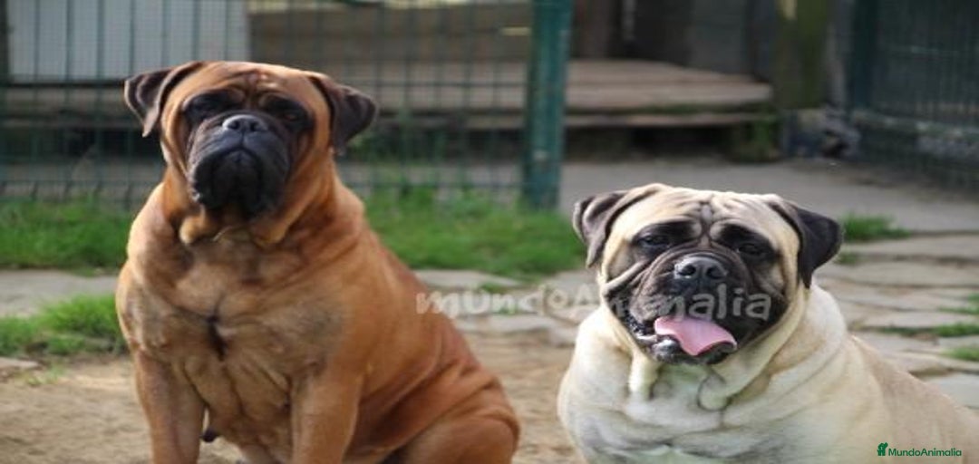 Imagen de galería {{count}}