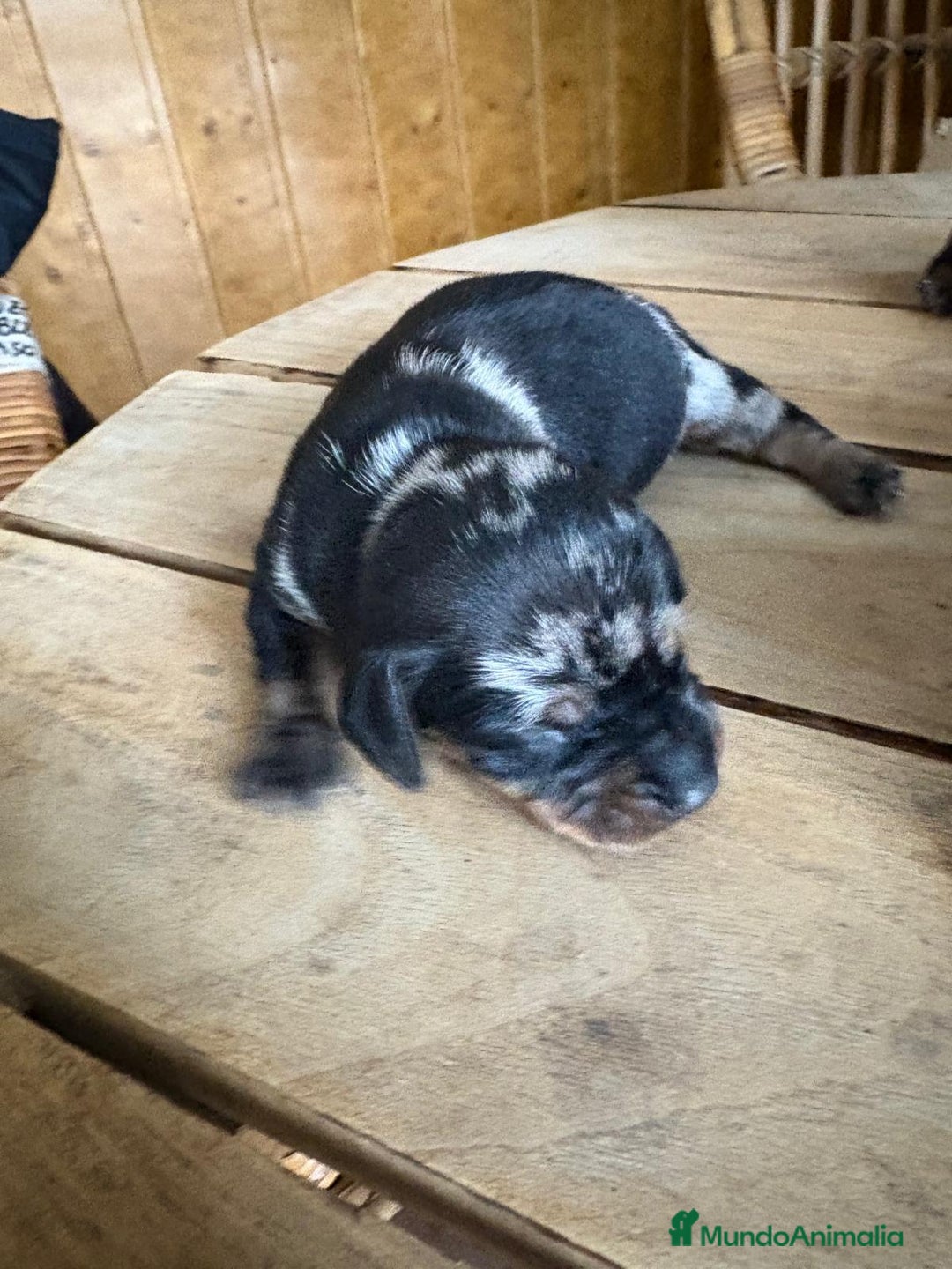 Teckel perros en venta: Dachshund   - Imagen 10