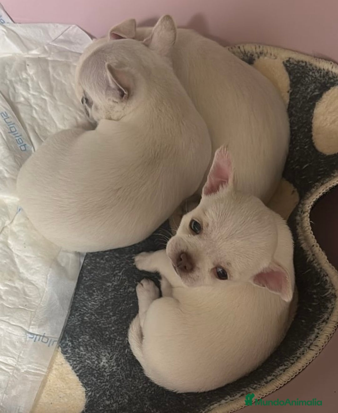 Chihuahua perros en venta: Chihuahua blanca  - Anuncio 3