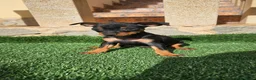 Pinscher Miniatura perros en venta: Fantásticos mini pincher  - Anuncio 3