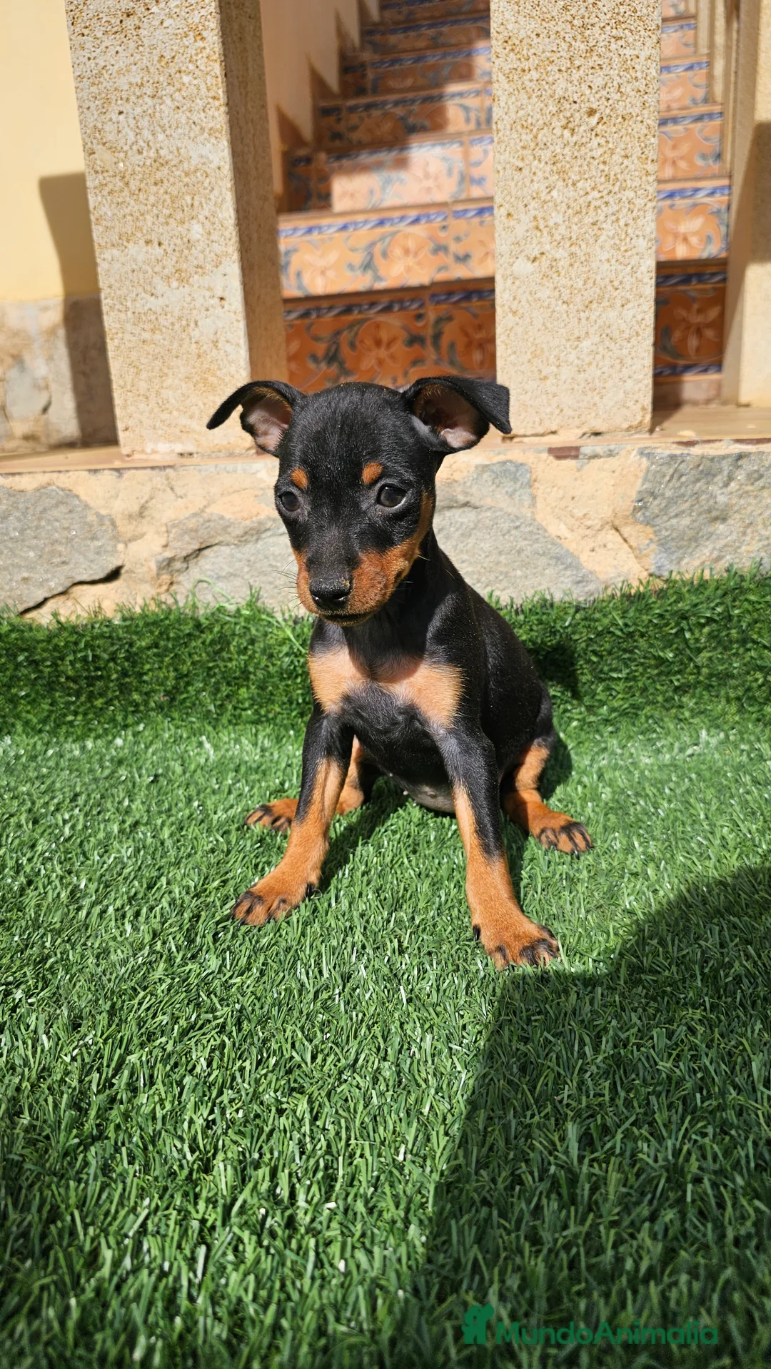 Pinscher Miniatura perros en venta: Fantásticos mini pincher  - Anuncio 3