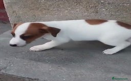 Jack Russell Terrier perros en venta: Jack Russell  - Imagen 4