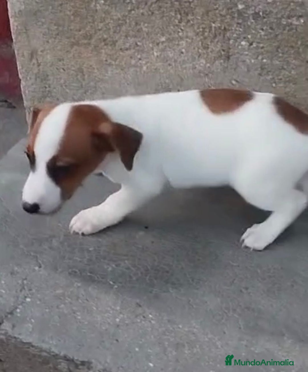 Jack Russell Terrier perros en venta: Jack Russell  - Imagen 4