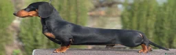Teckel Miniatura perros en venta: Teckel Miniatura  - Anuncio 2