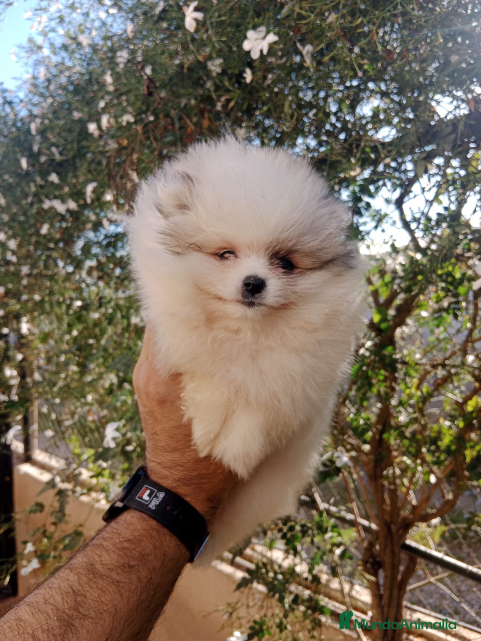 Pomerania perros Mini Pomerania     en Segovia - Anuncio 2