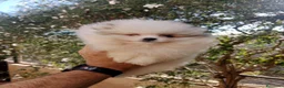 Pomerania perros en venta: Mini Pomerania     en Segovia - Anuncio 2
