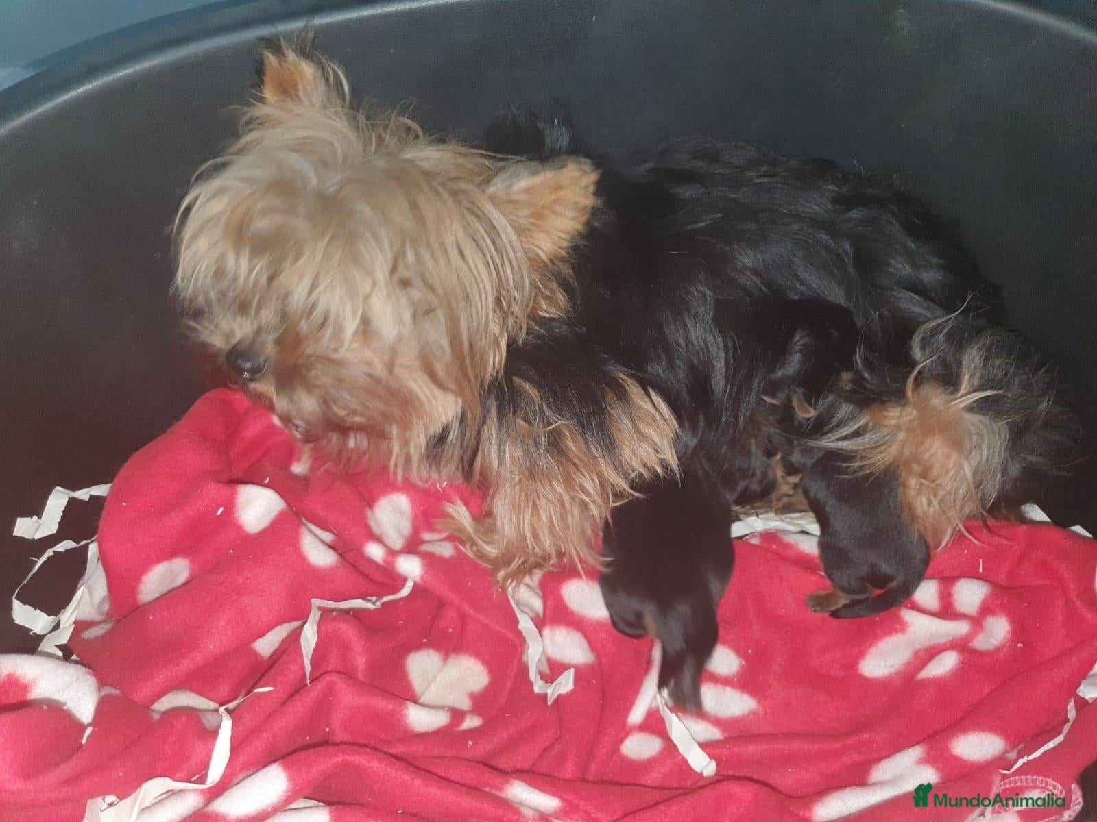 Yorkshire Terrier perros YORSHIRE DEL VALLE - Anuncio 1