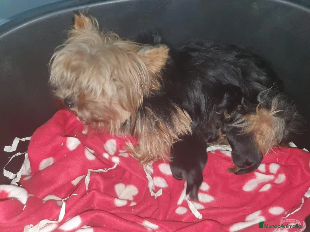 Yorkshire Terrier perros en venta: YORSHIRE DEL VALLE - Anuncio 1