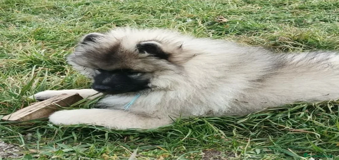 Imagen de galería {{count}}