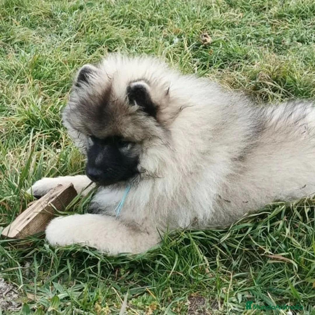 Imagen de galería {{count}}