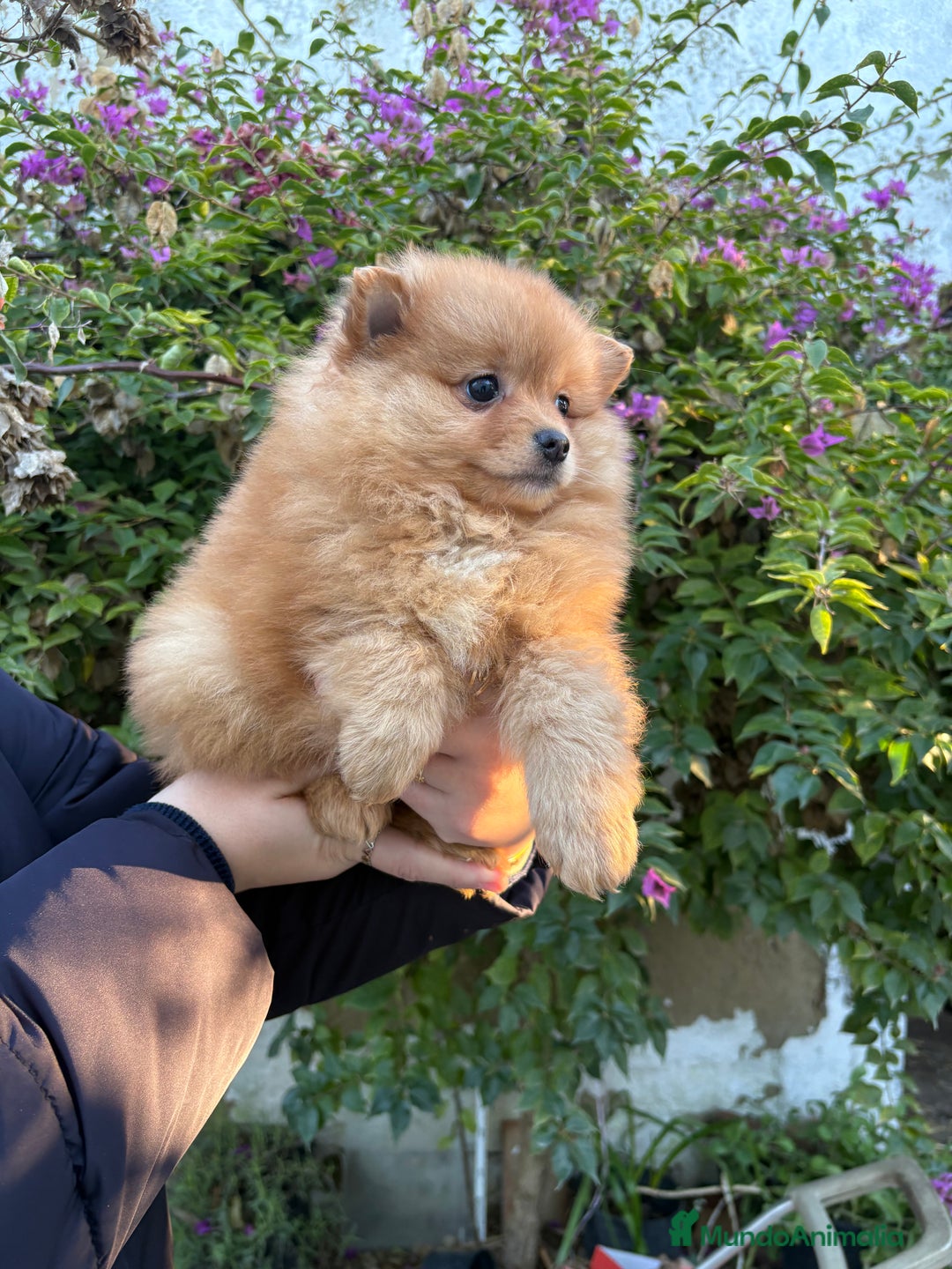 Pomerania perros en venta: Hembritas de Pomerania  - Anuncio 1
